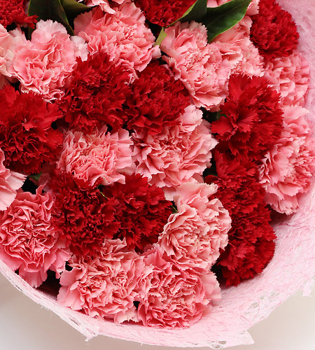【永驻我心】33朵粉色红色康乃馨/合肥鲜花速递同城生日送长辈老师